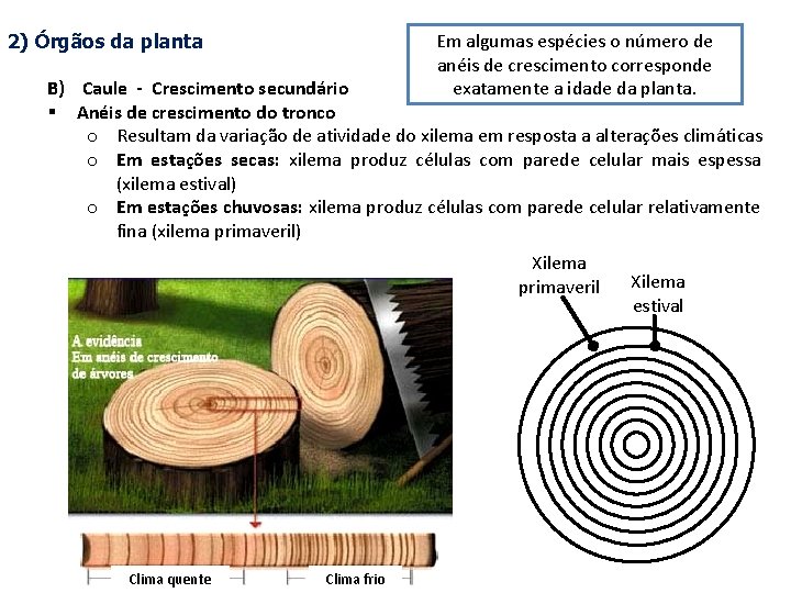 Em algumas espécies o número de anéis de crescimento corresponde exatamente a idade da