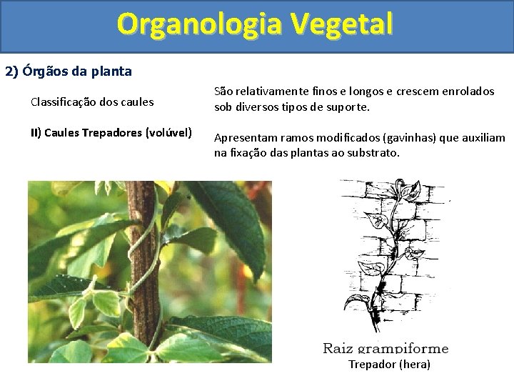 Organologia Vegetal 2) Órgãos da planta Classificação dos caules II) Caules Trepadores (volúvel) São