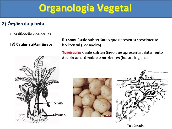 Organologia Vegetal 2) Órgãos da planta Classificação dos caules IV) Caules subterrâneos Rizoma: Caule