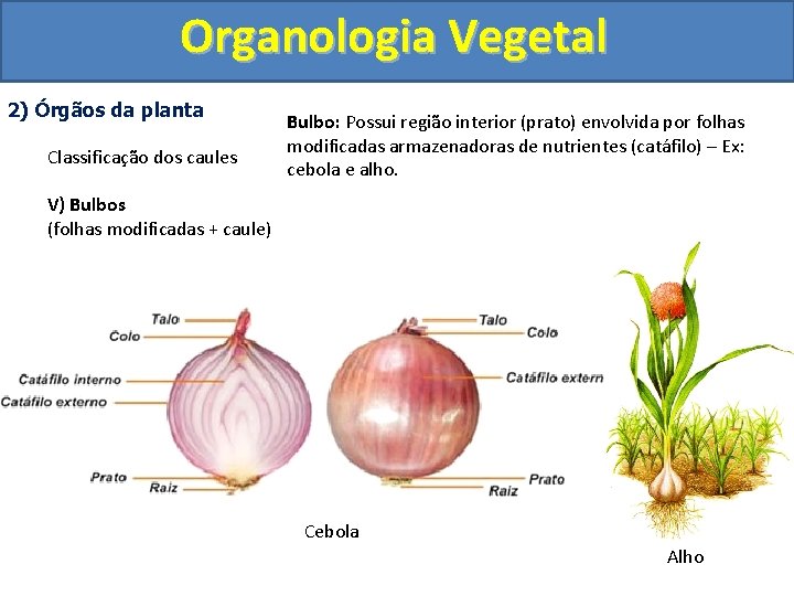 Organologia Vegetal 2) Órgãos da planta Classificação dos caules Bulbo: Possui região interior (prato)