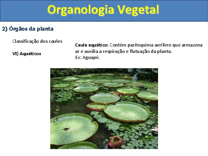 Organologia Vegetal 2) Órgãos da planta Classificação dos caules VI) Aquáticos Caule aquático: Contém