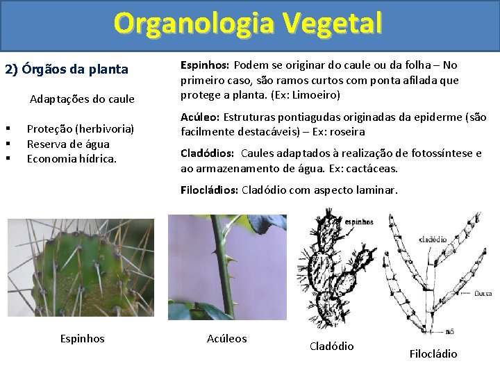 Organologia Vegetal 2) Órgãos da planta Adaptações do caule § § § Proteção (herbivoria)