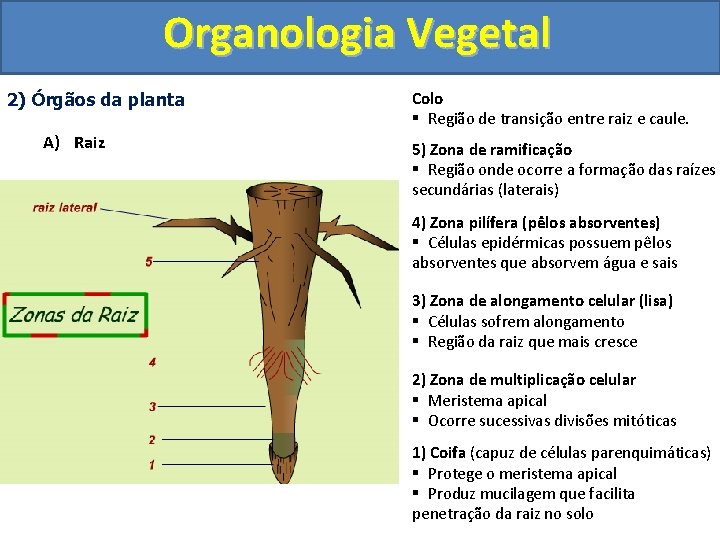 Organologia Vegetal 2) Órgãos da planta A) Raiz Colo § Região de transição entre