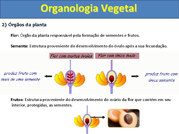 Organologia Vegetal 2) Órgãos da planta Flor: Órgão da planta responsável pela formação de