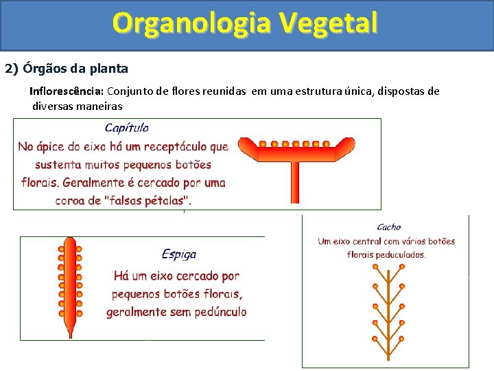 Organologia Vegetal 2) Órgãos da planta Inflorescência: Conjunto de flores reunidas em uma estrutura