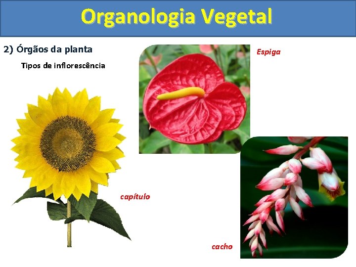 Organologia Vegetal 2) Órgãos da planta Espiga Tipos de inflorescência capítulo cacho 