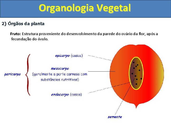 Organologia Vegetal 2) Órgãos da planta Fruto: Estrutura proveniente do desenvolvimento da parede do
