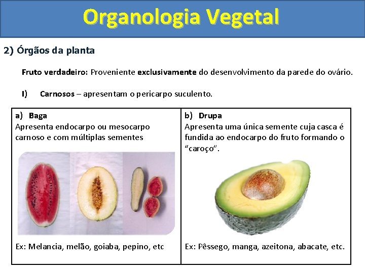 Organologia Vegetal 2) Órgãos da planta Fruto verdadeiro: Proveniente exclusivamente do desenvolvimento da parede