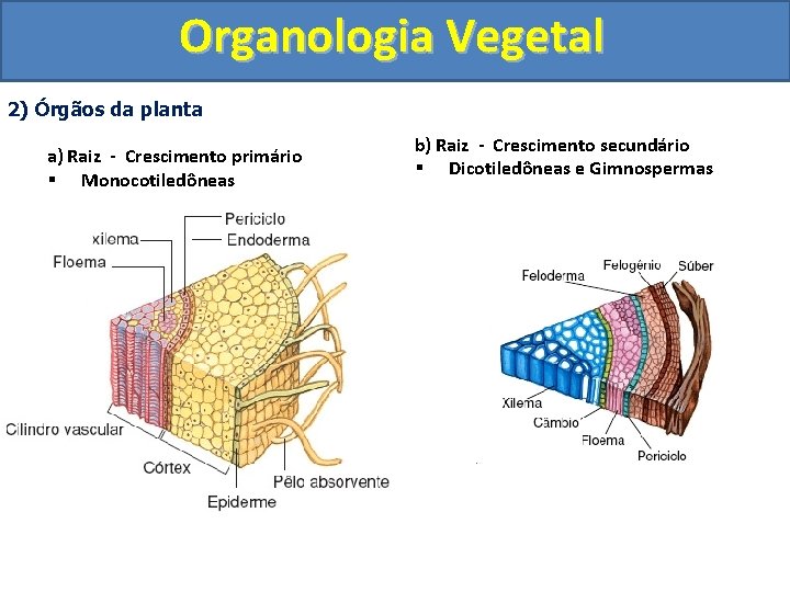 Organologia Vegetal 2) Órgãos da planta a) Raiz - Crescimento primário § Monocotiledôneas b)