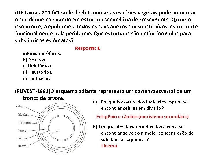 (UF Lavras-2000)O caule de determinadas espécies vegetais pode aumentar o seu diâmetro quando em