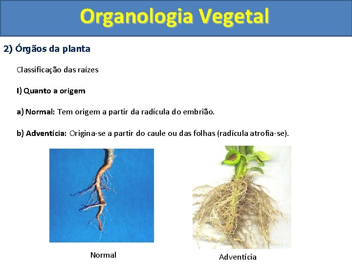 Organologia Vegetal 2) Órgãos da planta Classificação das raízes I) Quanto a origem a)