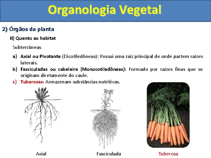 Organologia Vegetal 2) Órgãos da planta II) Quanto ao habitat Subterrâneas a) Axial ou