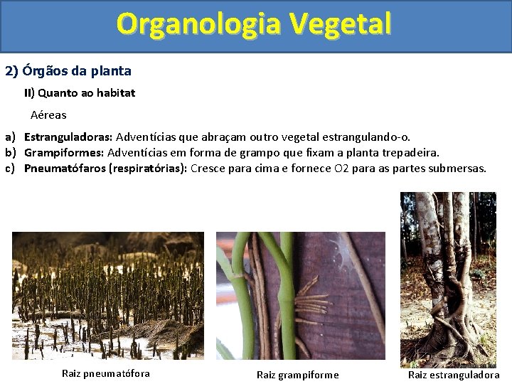 Organologia Vegetal 2) Órgãos da planta II) Quanto ao habitat Aéreas a) Estranguladoras: Adventícias