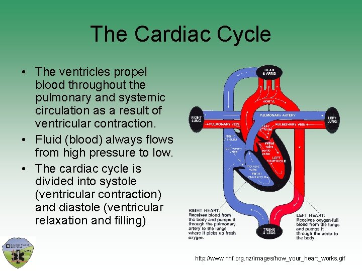The Cardiac Cycle • The ventricles propel blood throughout the pulmonary and systemic circulation