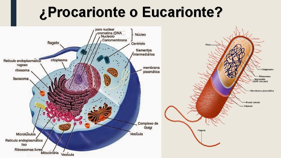 ¿Procarionte o Eucarionte? 