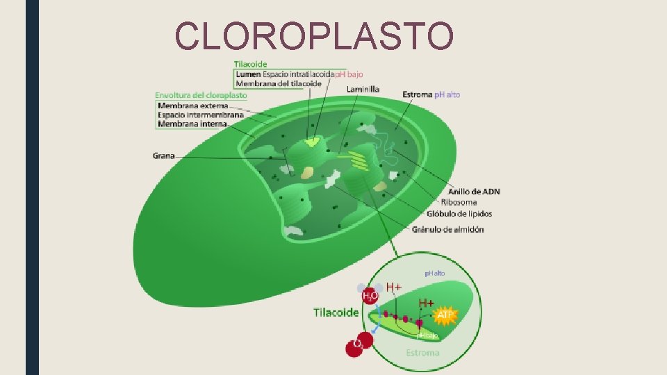 CLOROPLASTO 