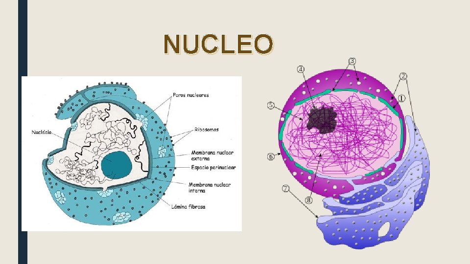 NUCLEO 