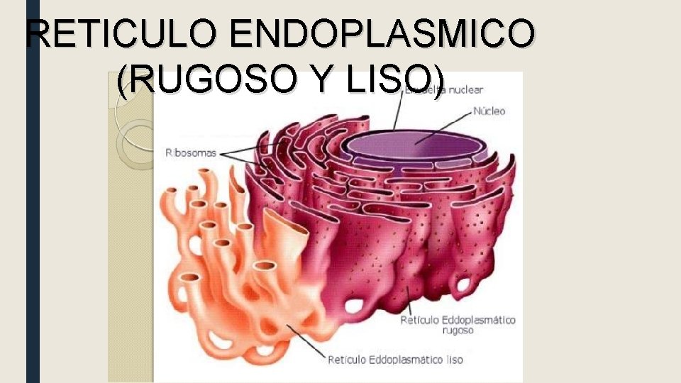 RETICULO ENDOPLASMICO (RUGOSO Y LISO) 