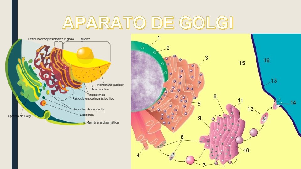 APARATO DE GOLGI 