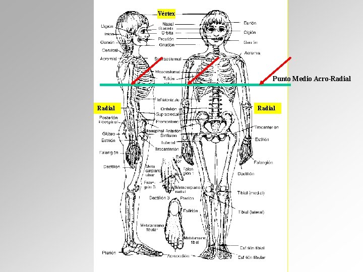 Vértex Punto Medio Acro-Radial 