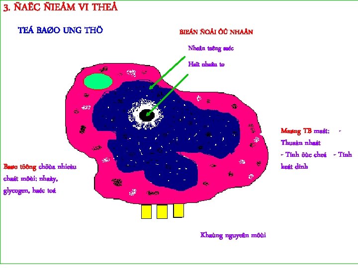 3. ÑAËC ÑIEÅM VI THEÅ TEÁ BAØO UNG THÖ BIEÁN ÑOÅI ÔÛ NHA N