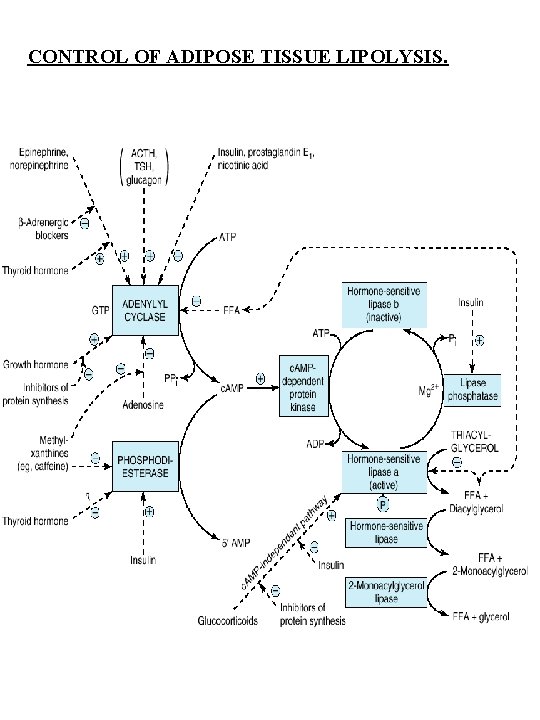 CONTROL OF ADIPOSE TISSUE LIPOLYSIS. 
