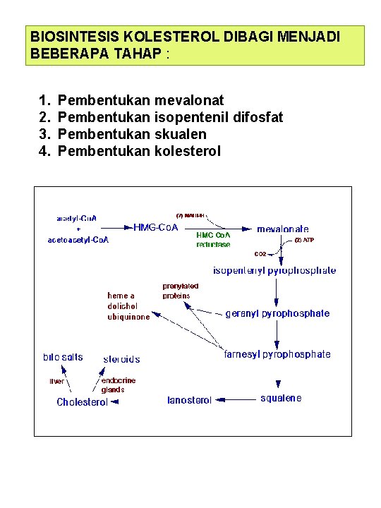 BIOSINTESIS KOLESTEROL DIBAGI MENJADI BEBERAPA TAHAP : 1. 2. 3. 4. Pembentukan mevalonat Pembentukan