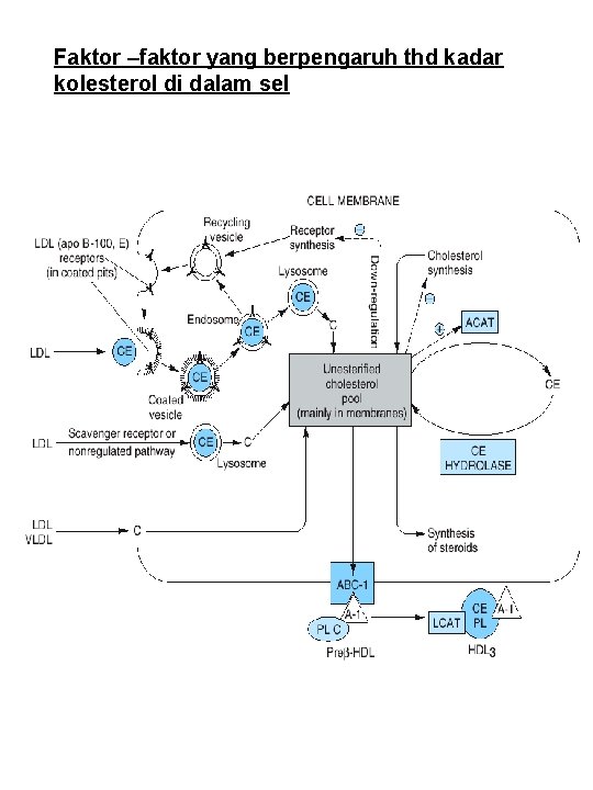 Faktor –faktor yang berpengaruh thd kadar kolesterol di dalam sel 