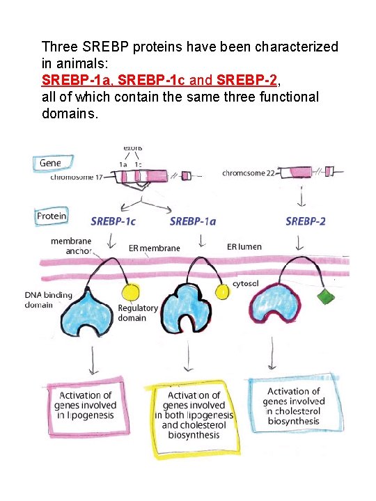 Three SREBP proteins have been characterized in animals: SREBP-1 a, SREBP-1 c and SREBP-2,