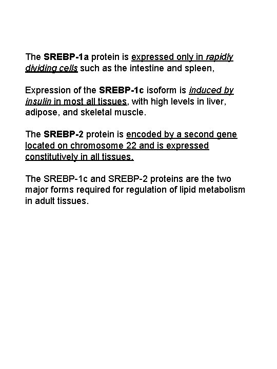 The SREBP-1 a protein is expressed only in rapidly dividing cells such as the