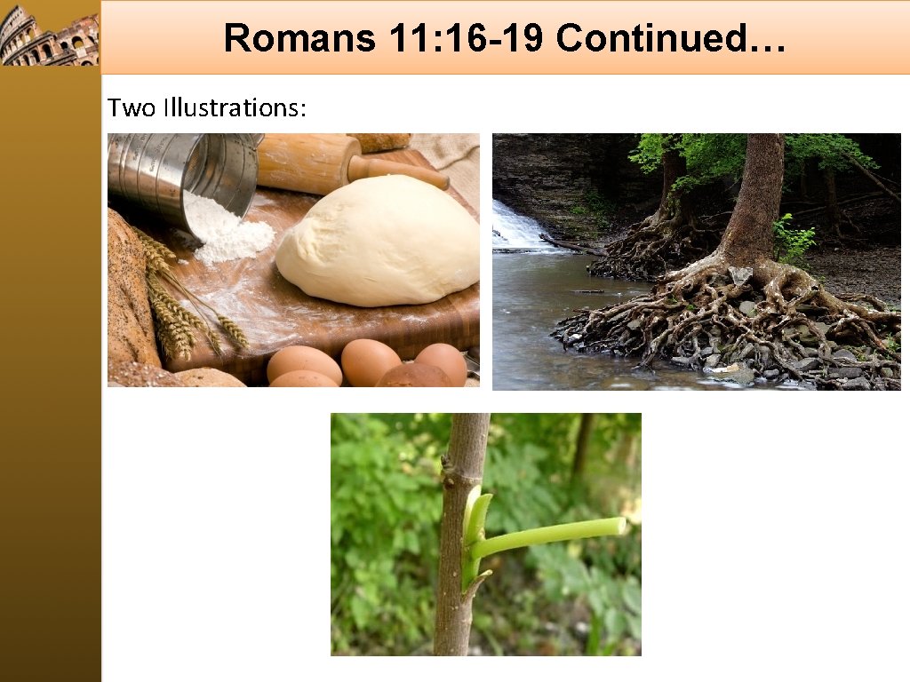 Romans 11: 16 -19 Continued… Two Illustrations: 