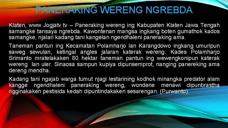 PANERAKING WERENG NGREBDA Klaten, www Jogjatv. tv – Paneraking wereng ing Kabupaten Klaten Jawa
