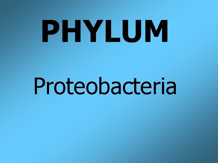 PHYLUM Proteobacteria 
