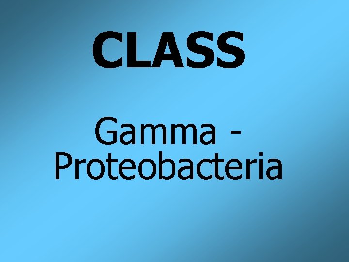 CLASS Gamma Proteobacteria 