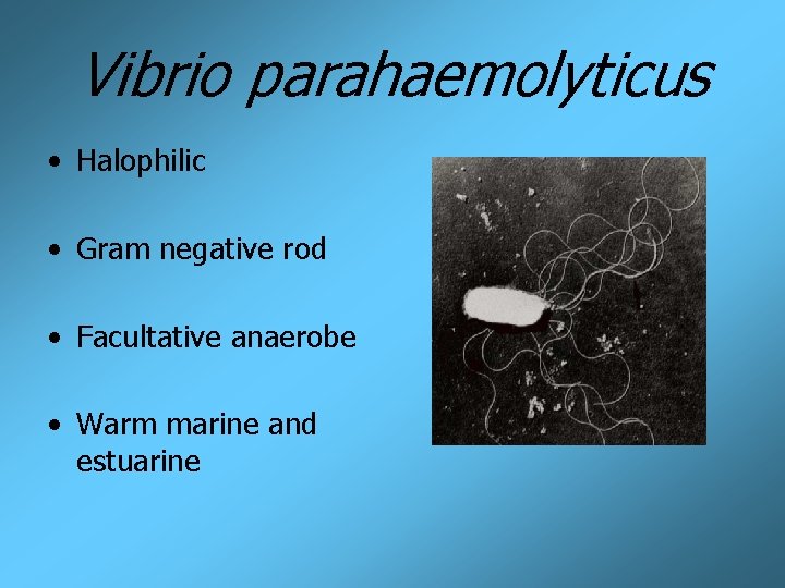 Vibrio parahaemolyticus • Halophilic • Gram negative rod • Facultative anaerobe • Warm marine