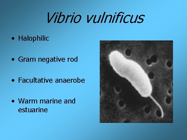 Vibrio vulnificus • Halophilic • Gram negative rod • Facultative anaerobe • Warm marine