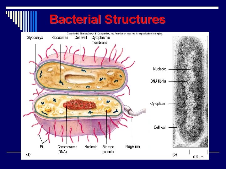 Bacterial Structures 