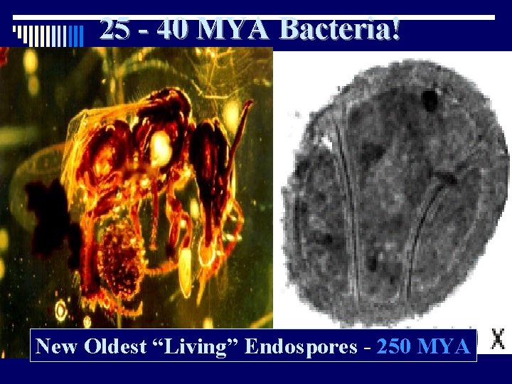 25 - 40 MYA Bacteria! New Oldest “Living” Endospores - 250 MYA 