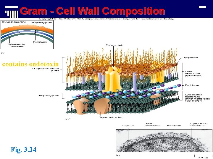 Gram - Cell Wall Composition contains endotoxin *** Fig. 3. 34 