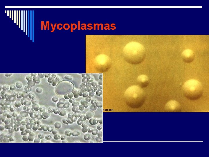 Mycoplasmas 