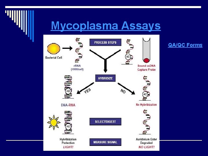 Mycoplasma Assays QA/QC Forms 