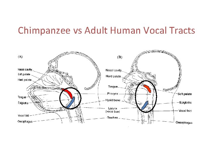 Chimpanzee vs Adult Human Vocal Tracts 