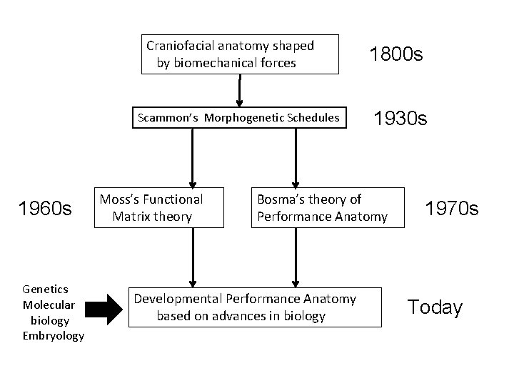 Craniofacial anatomy shaped by biomechanical forces Scammon’s Morphogenetic Schedules 1960 s Genetics Molecular biology