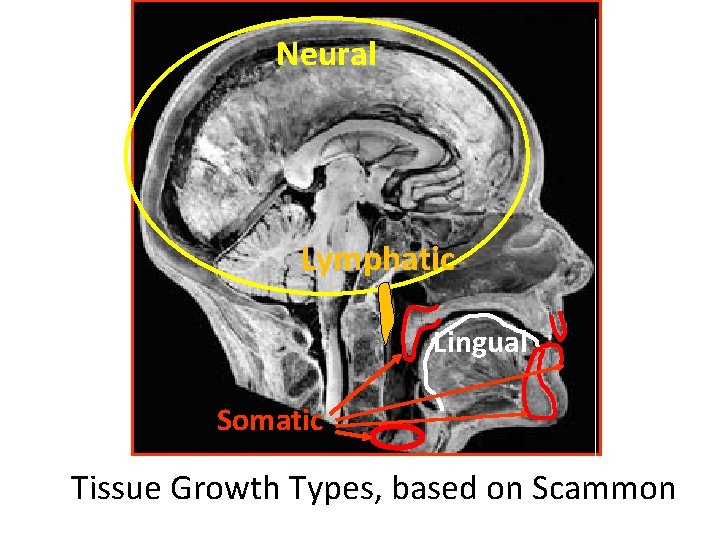 Neural Lymphatic Lingual Somatic Tissue Growth Types, based on Scammon 