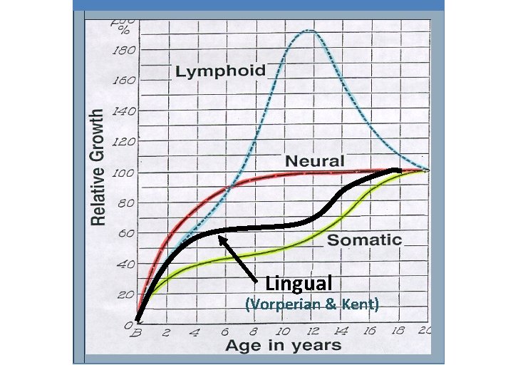 Lingual (Vorperian & Kent) 