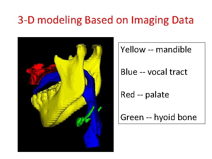 3 -D modeling Based on Imaging Data Yellow -- mandible Blue -- vocal tract