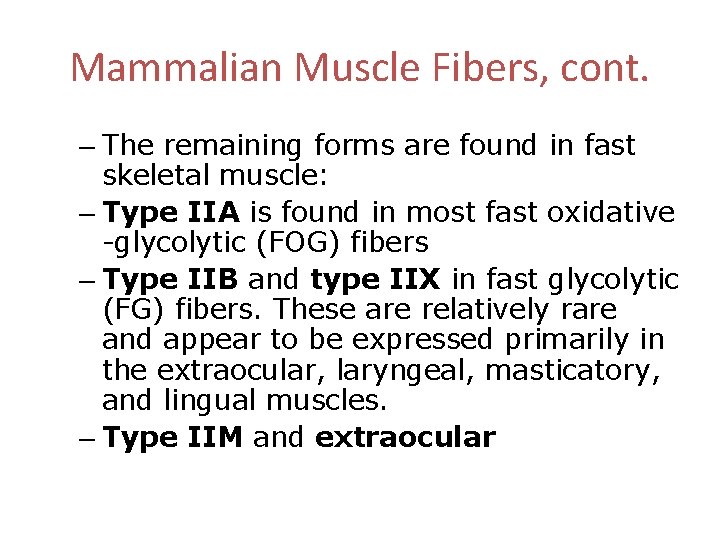 Mammalian Muscle Fibers, cont. – The remaining forms are found in fast skeletal muscle: