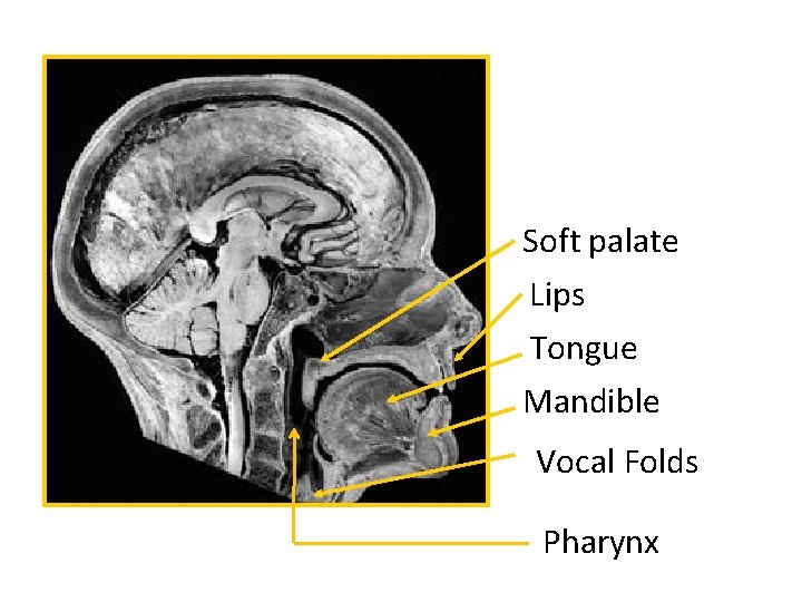 Soft palate Lips Tongue Mandible Vocal Folds Pharynx 