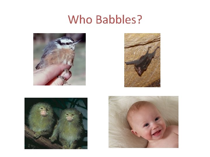 Who Babbles? 