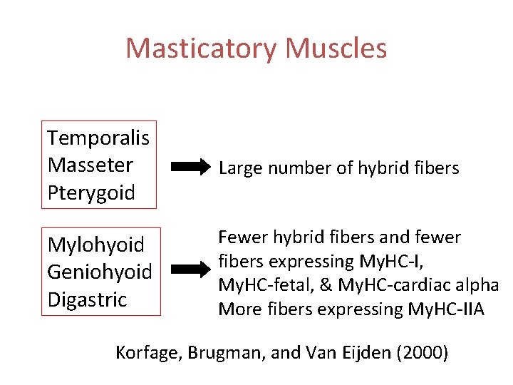 Masticatory Muscles Temporalis Masseter Pterygoid Large number of hybrid fibers Mylohyoid Geniohyoid Digastric Fewer